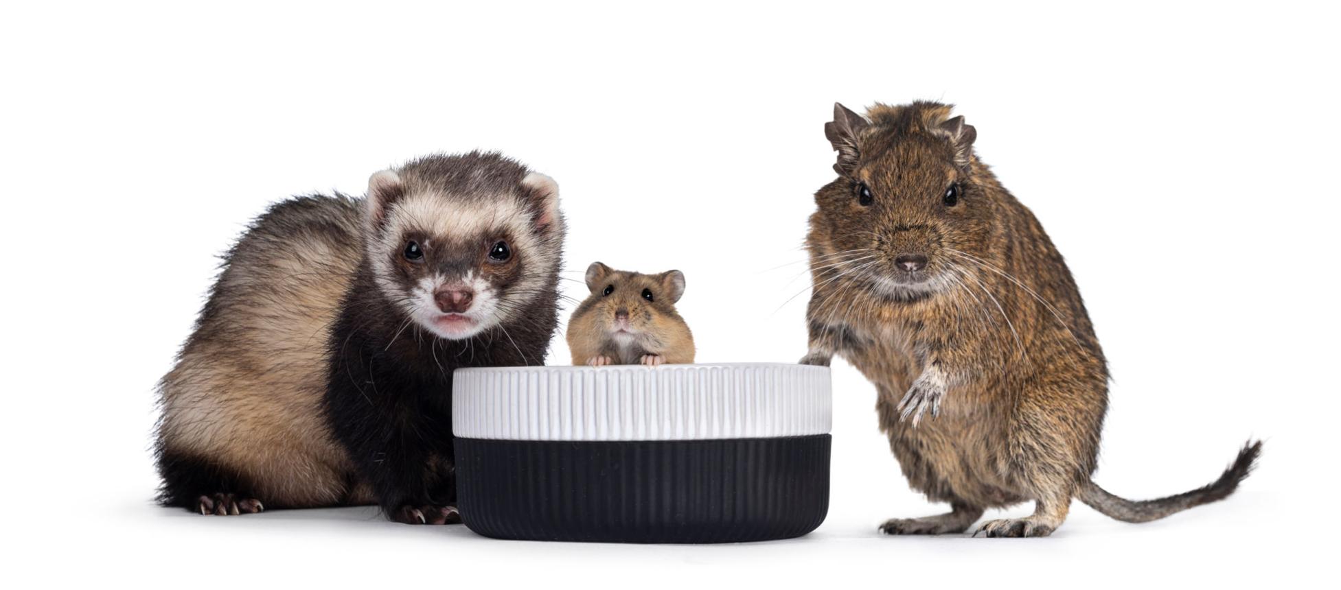 Furetto e piccoli roditori domestici